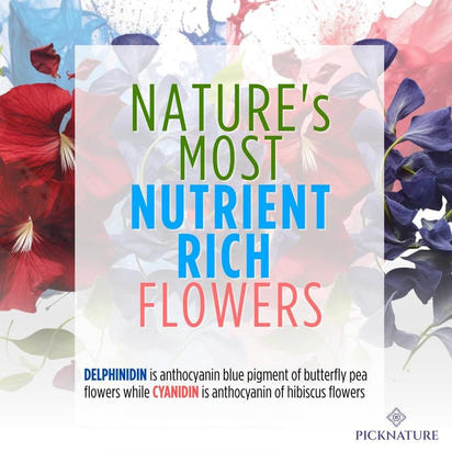 Organic Purple Hibiscus and Butterfly Pea Flower Tea - Premium Supplements